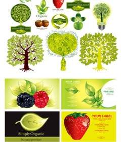 植物のフルーツのテーマのベクトル