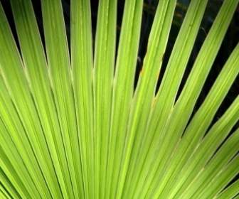 棕櫚植物綠色