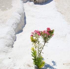 Plant Growing In Desert