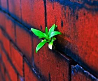النباتية على الحائط من الطوب