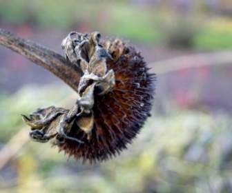 plant winter nature
