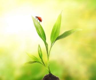 Plant With Ladybug Picture