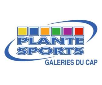 Plante Sport