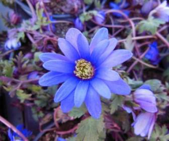 Plantas De Florecen Anémona Azul
