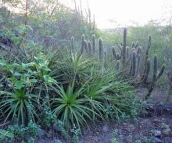북동 브라질의 식물