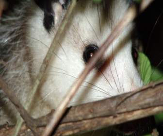 Spielen Opossum
