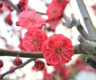 Plum Blossom Musim Semi Pink