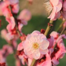 Pflaume Blüte Frühling Rosa