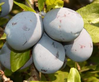 plum fruit blue