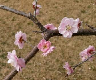 Plum Plum Blossoms Spring