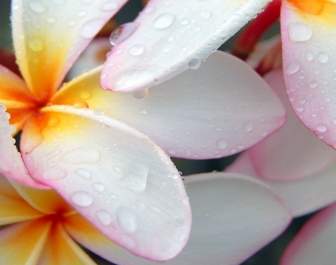 朝の雨の壁紙の花自然後プルメリア
