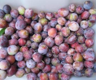Récolte De Fruits Prunes