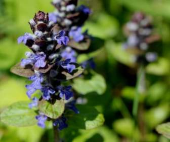 Pointed Flower Wild Bugle Blue