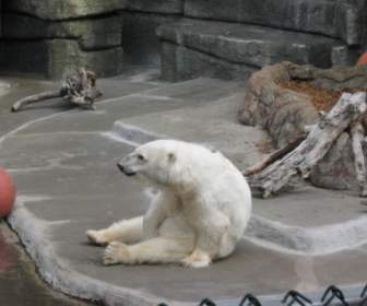 الدب القطبي