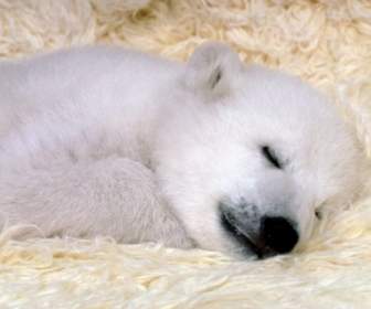 Polar Bear Cub Fondos Animales Crías