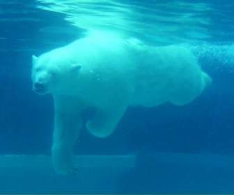Orso Polare Nuoto