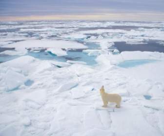 Carta Da Parati Orso Polare Porta Animali