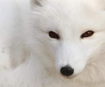 Polar Fox Wallpaper Foxes Animals