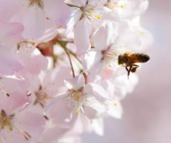 ผึ้ง Pollinating