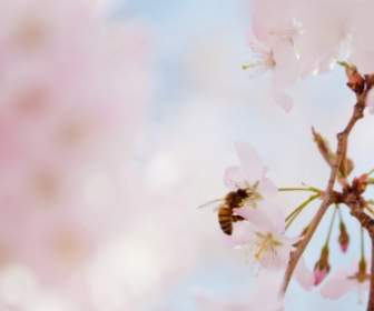 Pollination โดยผึ้ง
