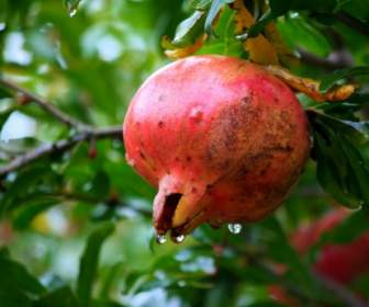 Granatapfel-Frucht-Baum-Wassertropfen