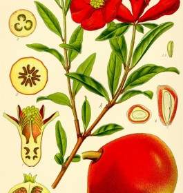 Granatapfel-Punica Granatapfelfrucht