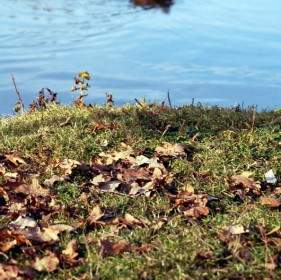 Pond Duck Leaves
