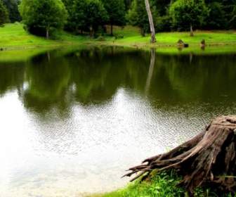 pond water green
