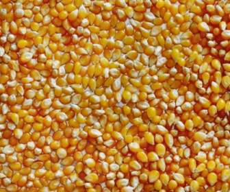 Popcorn Corn Macro