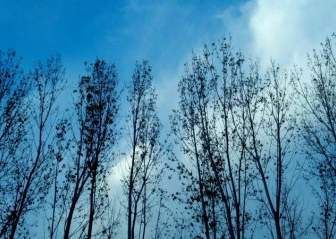 Poplars ในช่วงเย็น