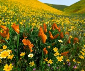 Poppies And Coreopsis Wallpaper Flowers Nature