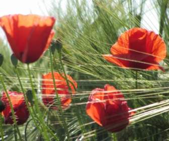 Poppies And Wheat Composition