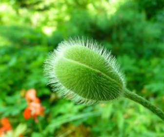 poppy bud green
