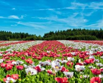 Poppy Field Of Poppies Flower