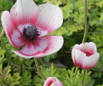 Poppy Flower Closeup