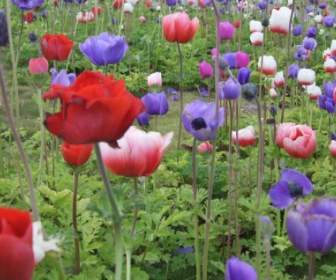 Poppy Flower Field