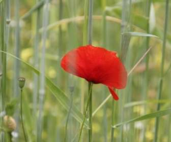 Poppy Flower Field