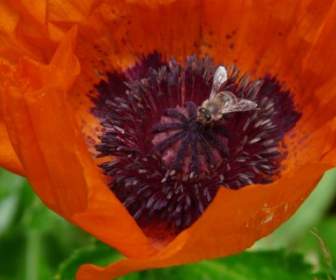 Poppy Klatschmohn Flower
