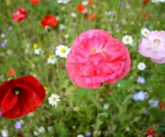 Bunga Poppy Merah Muda Opium Meadow
