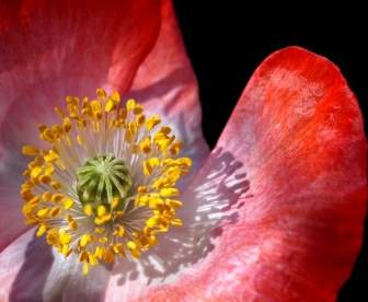 Bunga Opium Poppy Makro