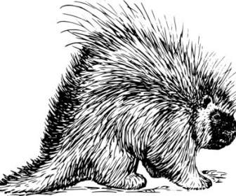 Porcupine Rodent Clip Art