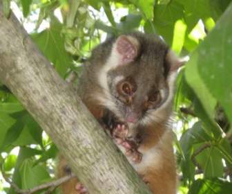 Possum In A Tree
