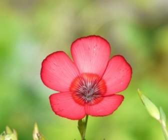 Prachtlein Lein Czerwony Kwiat