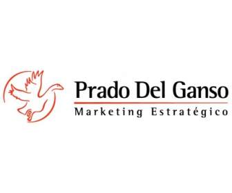 Ganso Del Prado