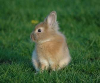 Kaninchen Prärie-
