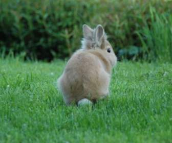 Kaninchen Prärie-