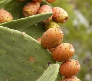 Prickly Pear Cactus Figs