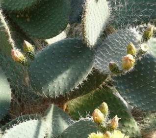 Berduri Pir Opuntia Robusta Kaktus