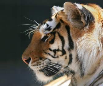 Perfil De Um Animais De Tigres De Papel De Parede De Tigre De Bengala