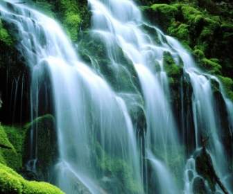 Proxy Falls Sodden Moss Wallpaper Waterfalls Nature